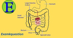 digestive system in hindi